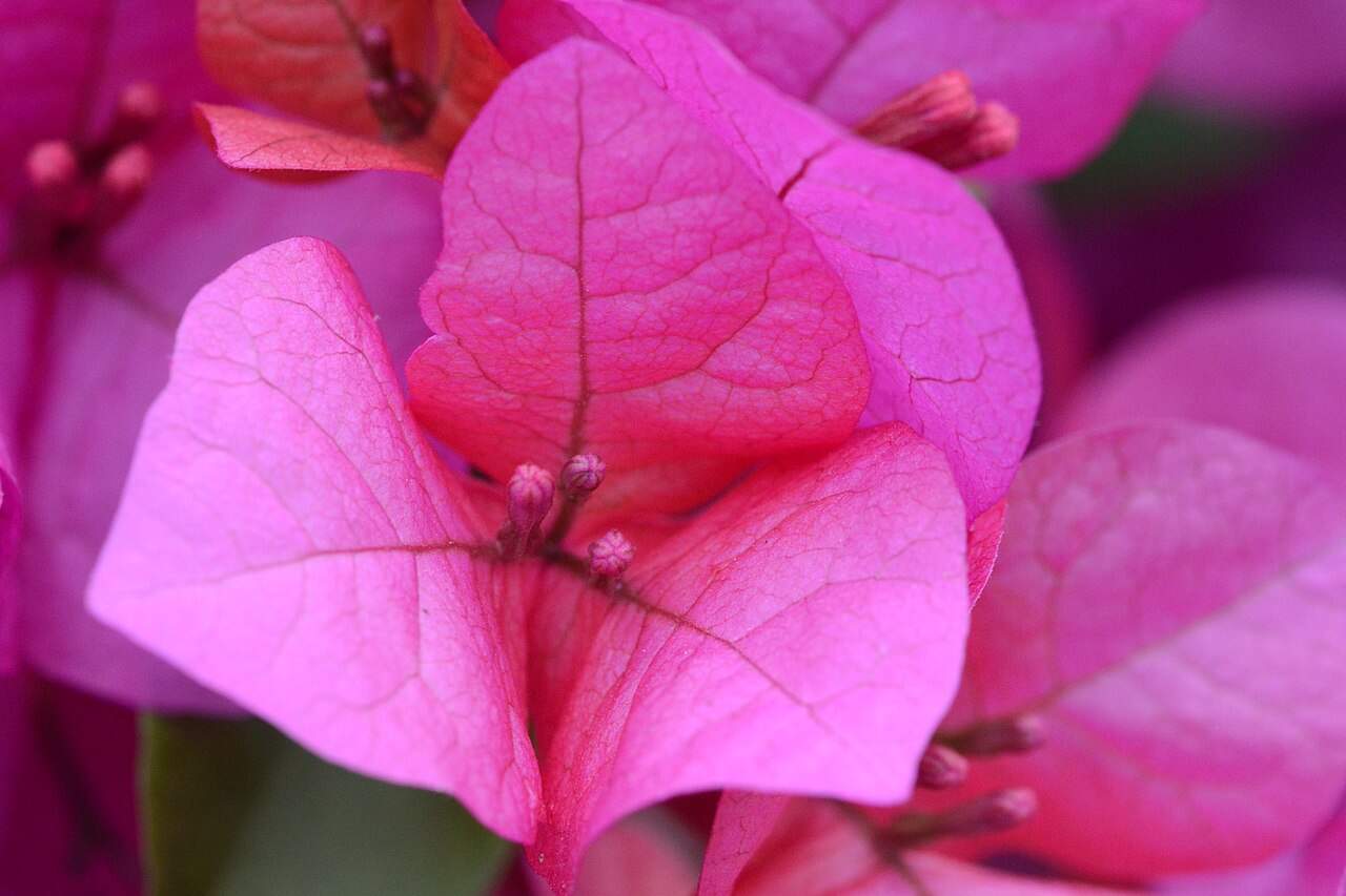 Bougainvilleas