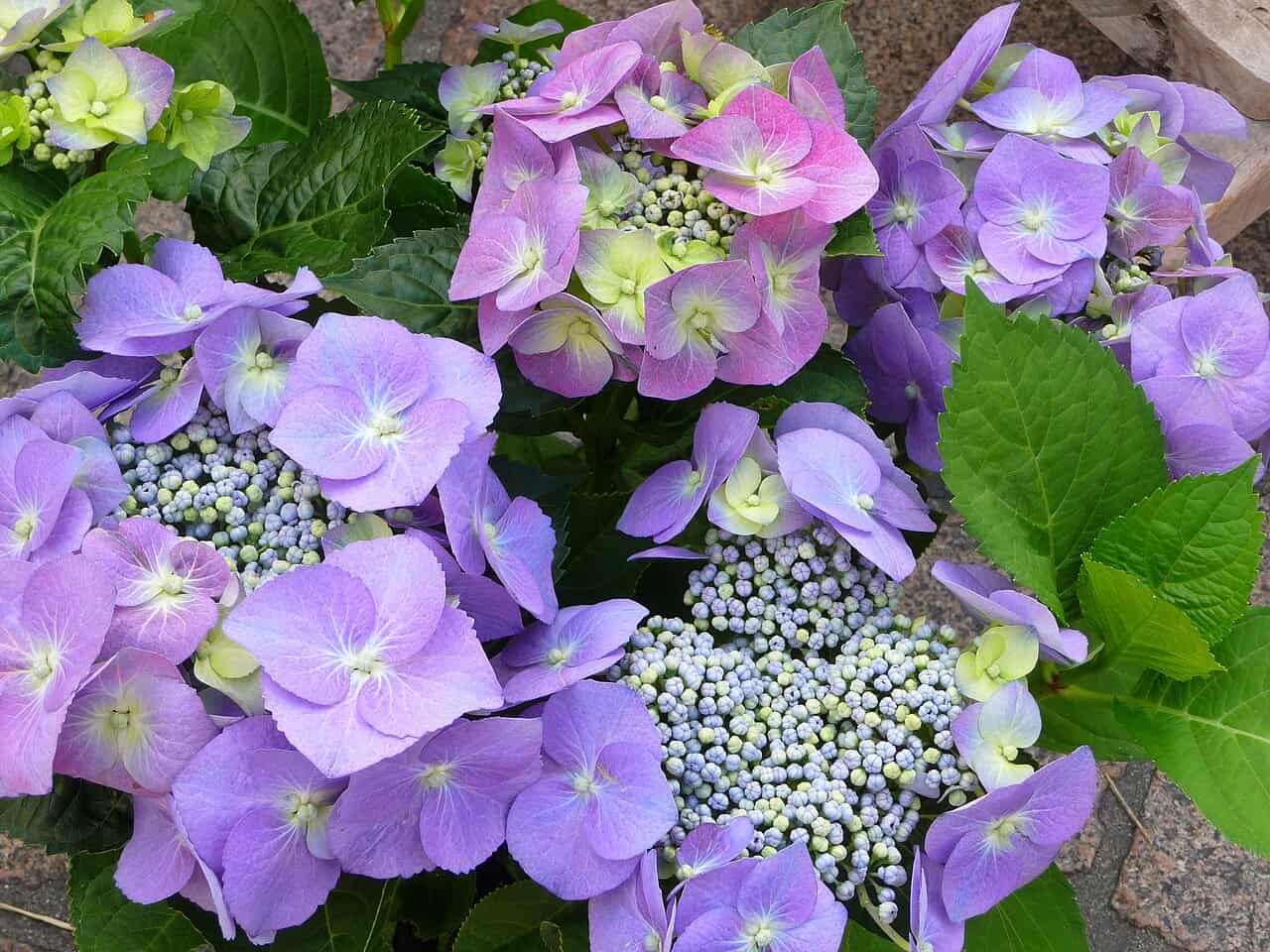Hydrangeas