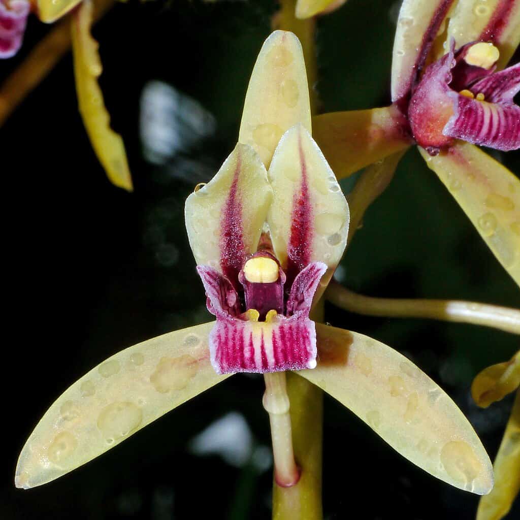 Orchids