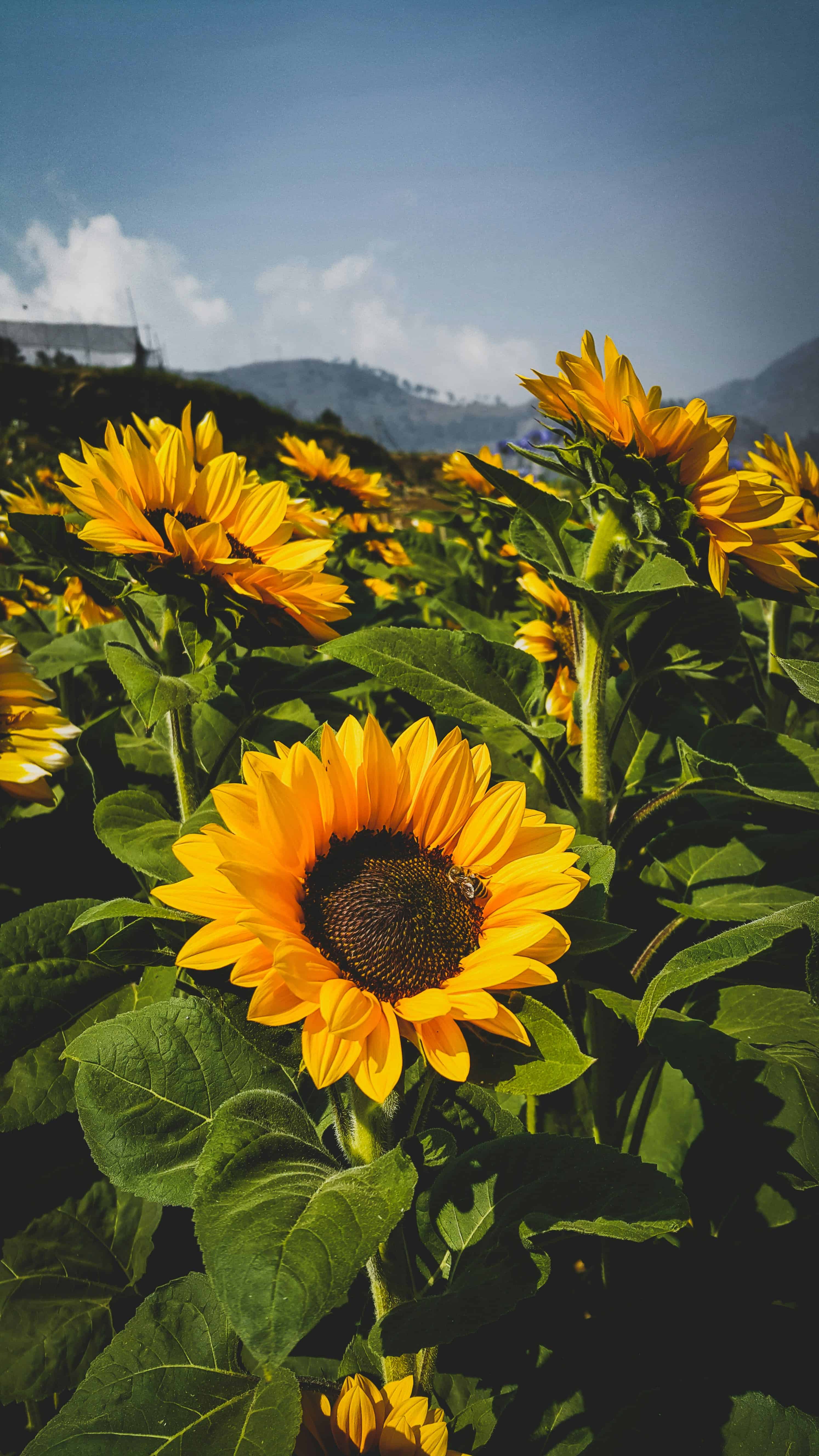 Sunflowers