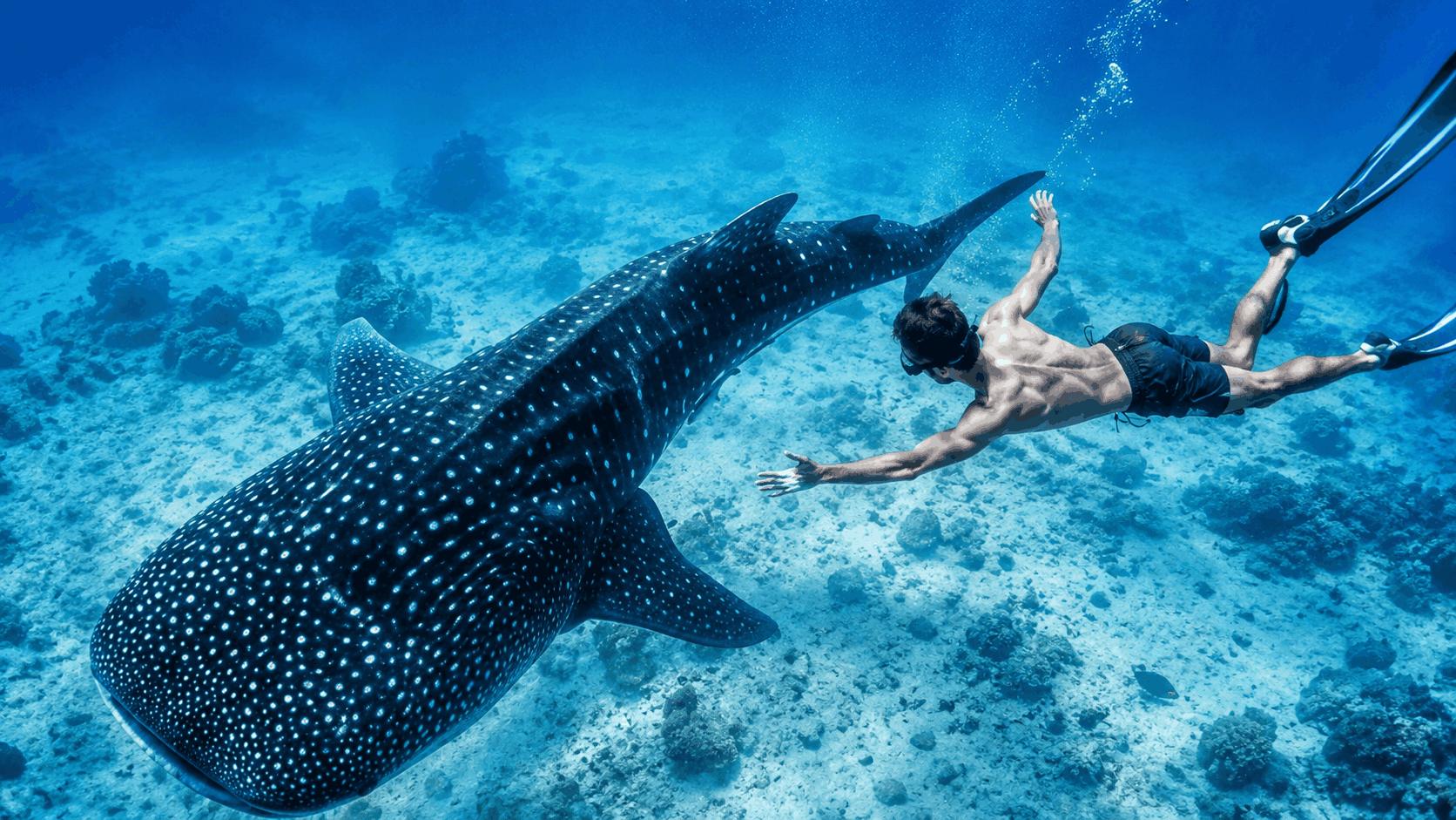Oslob Whale Shark Encounter